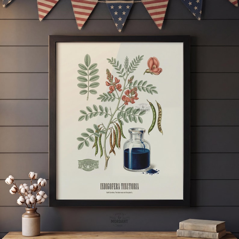 May include: A framed botanical print depicting Indigofera Tinctoria, showcasing detailed illustrations of leaves, flowers, and seed pods. A small glass bottle holds a dark blue liquid, with the text "Indigofera Tinctoria" beneath the image.