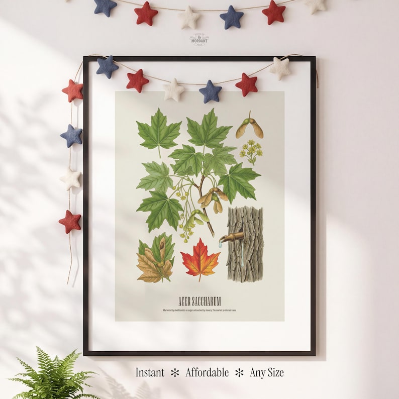 May include: A framed botanical print of Acer Saccharum, featuring detailed illustrations of maple leaves, seeds, and bark. The print is in a black frame, with text at the bottom. A star garland hangs above the frame. The text at the bottom says "Instant * Affordable * Any Size".