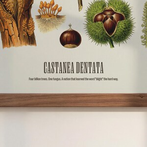 Pode incluir: Ilustra&ccedil;&atilde;o bot&acirc;nica com uma castanha, sua casca espinhosa e outros detalhes de plantas. O texto "CASTANEA DENTATA" &eacute; exibido, juntamente com a frase "Four billion trees. One fungus. A nation that learned the word 'blight' the hard way."