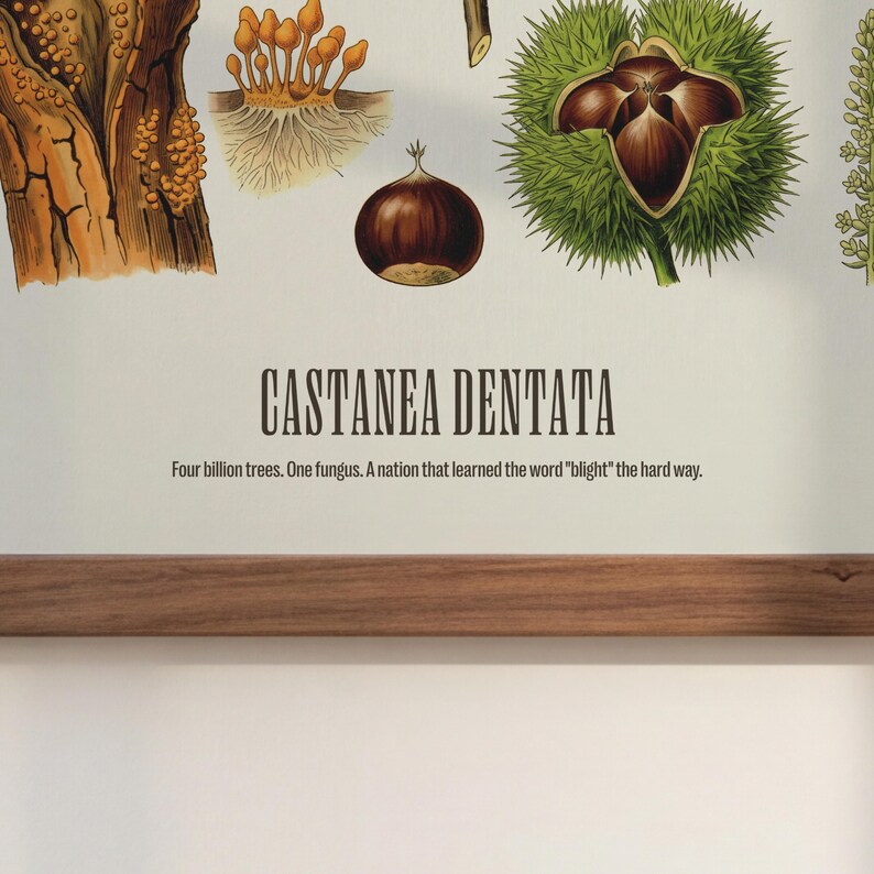 Pode incluir: Ilustra&ccedil;&atilde;o bot&acirc;nica com uma castanha, sua casca espinhosa e outros detalhes de plantas. O texto "CASTANEA DENTATA" &eacute; exibido, juntamente com a frase "Four billion trees. One fungus. A nation that learned the word 'blight' the hard way."