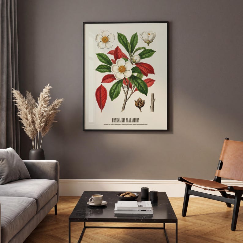 May include: A framed botanical print featuring a detailed illustration of a Franklinia alatamaha plant. The artwork showcases white flowers, green leaves, and red foliage against a cream background, with the plant's name at the bottom.