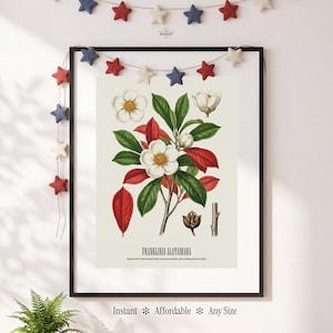 May include: Framed botanical print featuring a detailed illustration of Franklinia alatamaha, showcasing white flowers, green leaves, and red foliage. The print is in a black frame, with text at the bottom. A garland of red, white, and blue stars hangs above.