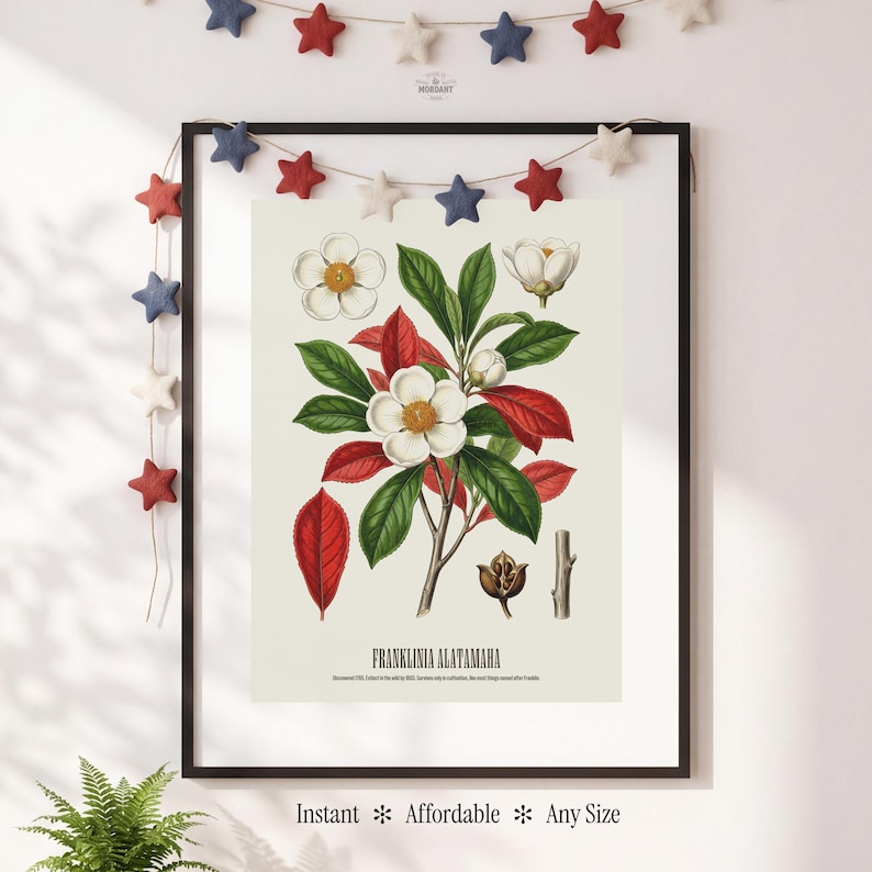 May include: Framed botanical print featuring a detailed illustration of Franklinia alatamaha, showcasing white flowers, green leaves, and red foliage. The print is in a black frame, with text at the bottom. A garland of red, white, and blue stars hangs above.