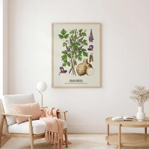May include: Botanical illustration of Pueraria Montana, featuring green leaves, purple flowers, and a root. The print is in a wooden frame, showcasing a vintage style. The artwork is displayed in a well-lit room with a chair and side table.