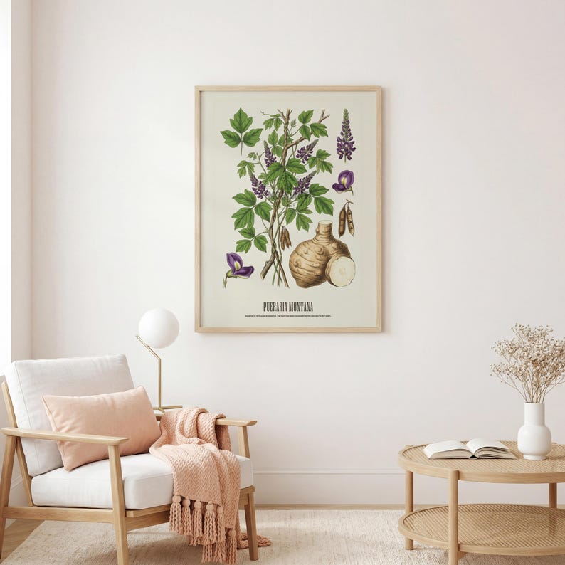 May include: Botanical illustration of Pueraria Montana, featuring green leaves, purple flowers, and a root. The print is in a wooden frame, showcasing a vintage style. The artwork is displayed in a well-lit room with a chair and side table.