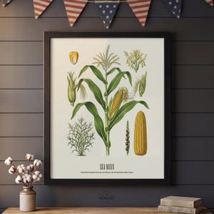 May include: A framed botanical print of Zea Mays, or corn, with detailed illustrations of the plant's various stages. The print features a black frame and is displayed against a dark gray wall, with patriotic bunting above.