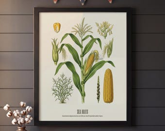 Arte botânica de milho, pôster engraçado de milho, impressão de arte de parede Zea Mays, decoração sarcástica da natureza, teosinto vintage, arte moderna para cozinha