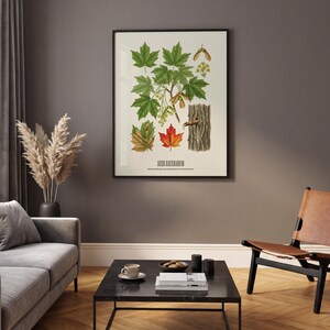 May include: A framed botanical print featuring illustrations of maple leaves, seeds, and bark. The leaves are depicted in various shades of green, red, and brown. The print is labeled "Acer Saccharum" at the bottom.