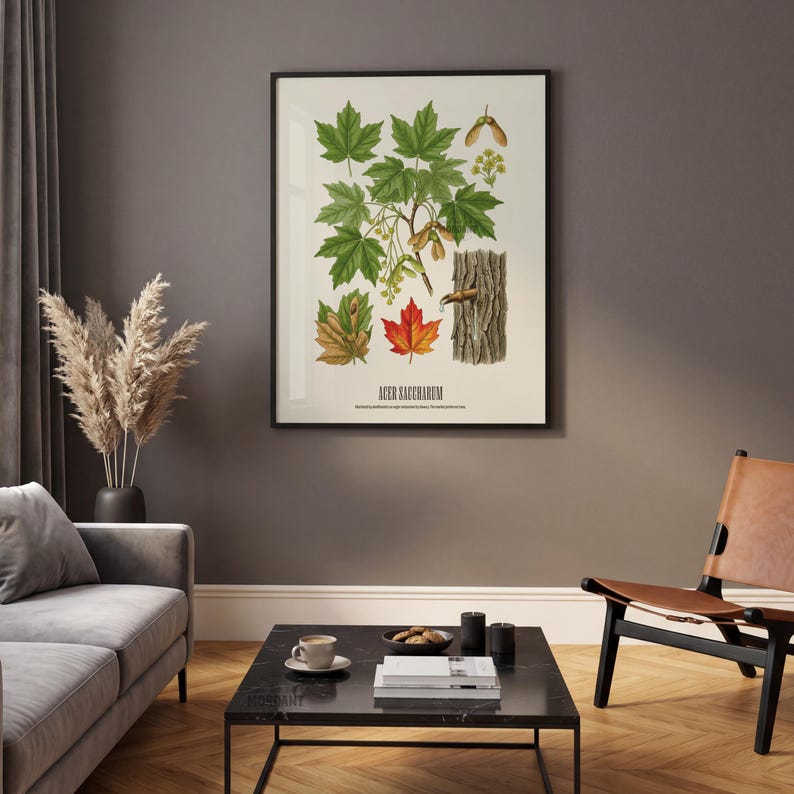 May include: A framed botanical print featuring illustrations of maple leaves, seeds, and bark. The leaves are depicted in various shades of green, red, and brown. The print is labeled "Acer Saccharum" at the bottom.