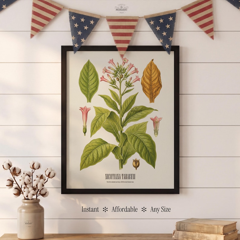 May include: A framed botanical print depicting Nicotiana Tabacum, showcasing detailed illustrations of the tobacco plant's leaves, flowers, and seed pod. The print is in a black frame and is displayed against a white wood-panelled wall. The text "Instant * Affordable * Any Size" is at the bottom.