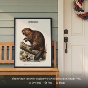 Pode incluir: Impress&atilde;o vintage emoldurada de um castor, Castor Canadensis, empoleirado em um tronco. A obra de arte apresenta uma ilustra&ccedil;&atilde;o detalhada do castor com sua pelagem marrom e sua cauda distinta. A impress&atilde;o est&aacute; em uma moldura preta.
