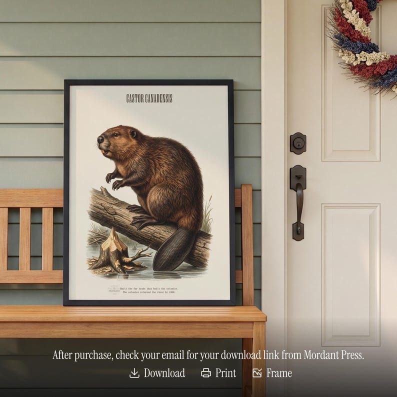 Pode incluir: Impress&atilde;o vintage emoldurada de um castor, Castor Canadensis, empoleirado em um tronco. A obra de arte apresenta uma ilustra&ccedil;&atilde;o detalhada do castor com sua pelagem marrom e sua cauda distinta. A impress&atilde;o est&aacute; em uma moldura preta.