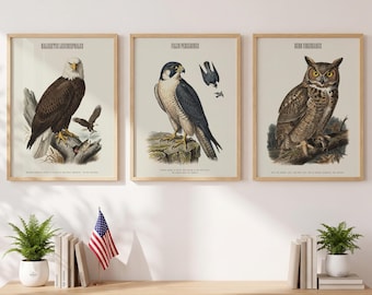 Conjunto de pôsteres de aves de rapina, 3 pôsteres vintage americanos de pássaros, águia-careca engraçada e sarcástica