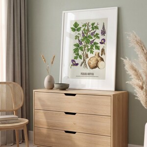 May include: A framed botanical print featuring a detailed illustration of a plant with green leaves, purple flowers, and a root vegetable. The print is in a white frame and is displayed on a light wood dresser.