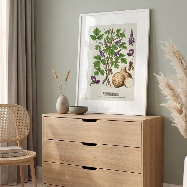 May include: A framed botanical print featuring a detailed illustration of a plant with green leaves, purple flowers, and a root vegetable. The print is in a white frame and is displayed on a light wood dresser.