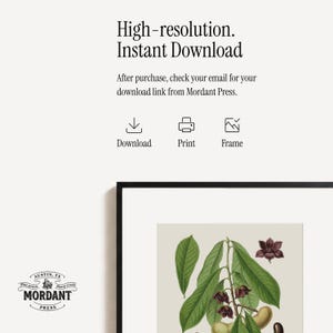 Pu&ograve; includere: Stampa botanica incorniciata con un'illustrazione dettagliata di una pianta con foglie verdi, fiori marroni e frutti beige. La stampa &egrave; in una cornice nera. Il testo in alto recita "High-resolution. Instant Download." Il logo Mordant Press si trova in basso a sinistra.
