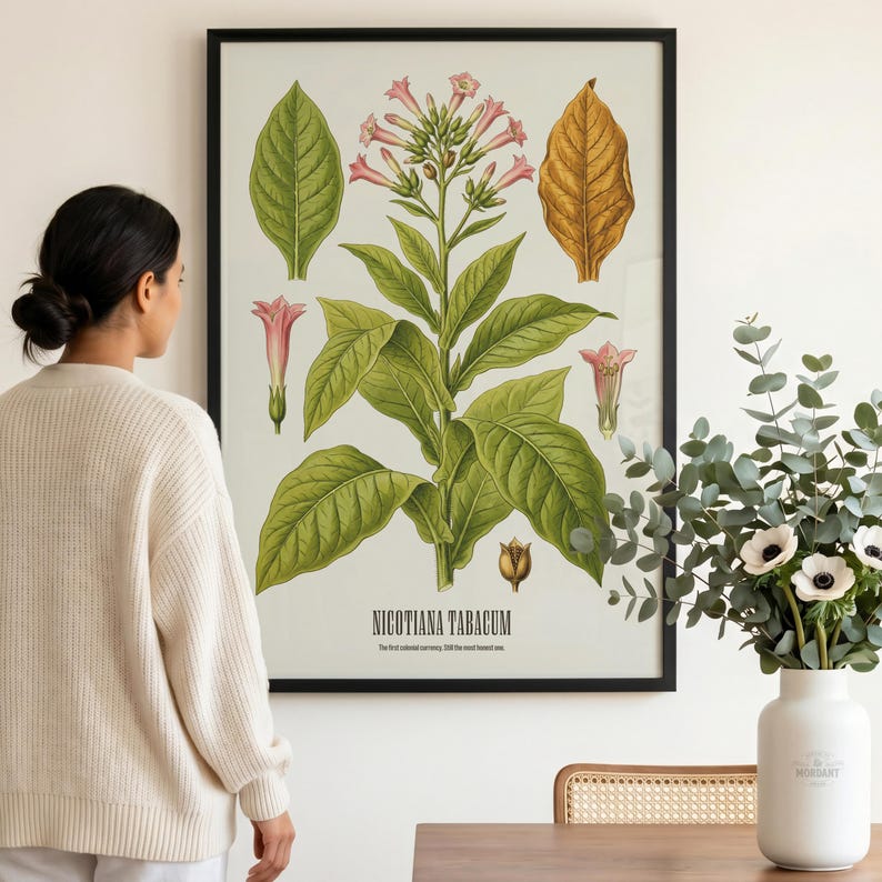 Tobacco Print, Tobacco Botanical Print, Vintage Herbarium Wall Art, Sarcastic Colonial Currency image 1