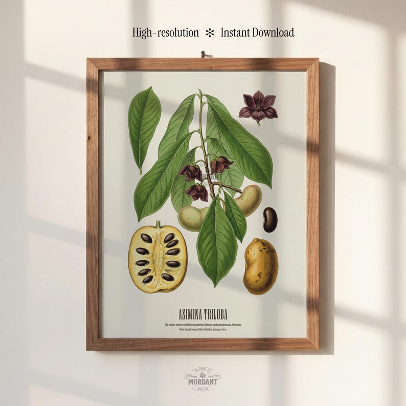 Pu&ograve; includere: Una stampa botanica incorniciata con un'illustrazione dell'Asimina Triloba, o frutto pawpaw. L'opera presenta foglie verdi, fiori marroni e varie fasi del frutto, inclusa una sezione trasversale. Il testo "High-resolution Instant Download" &egrave; in alto.