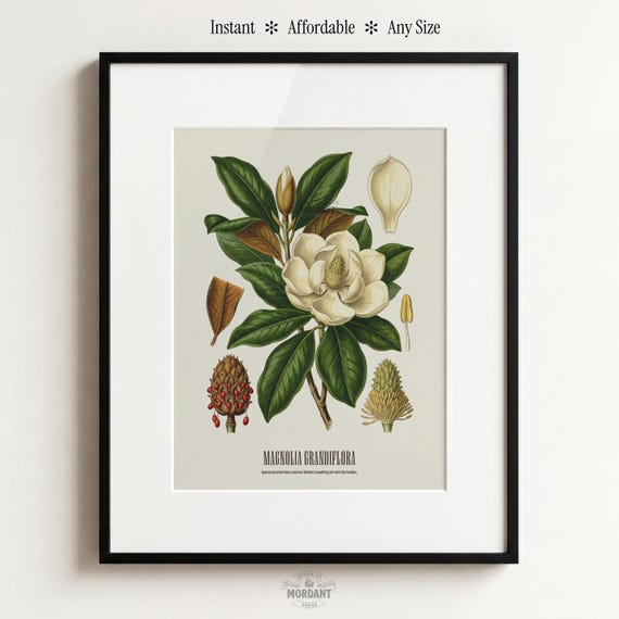 Magnolia