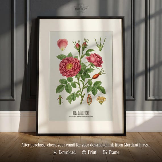 Damask Rose