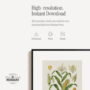 May include: A framed botanical print featuring a detailed illustration of corn plants. The artwork showcases green leaves, yellow corn cobs, and various plant parts against a neutral background. The print is from Mordant Press, Austin, TX.