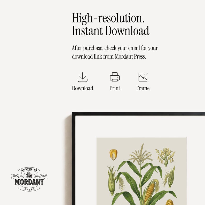 May include: A framed botanical print featuring a detailed illustration of corn plants. The artwork showcases green leaves, yellow corn cobs, and various plant parts against a neutral background. The print is from Mordant Press, Austin, TX.