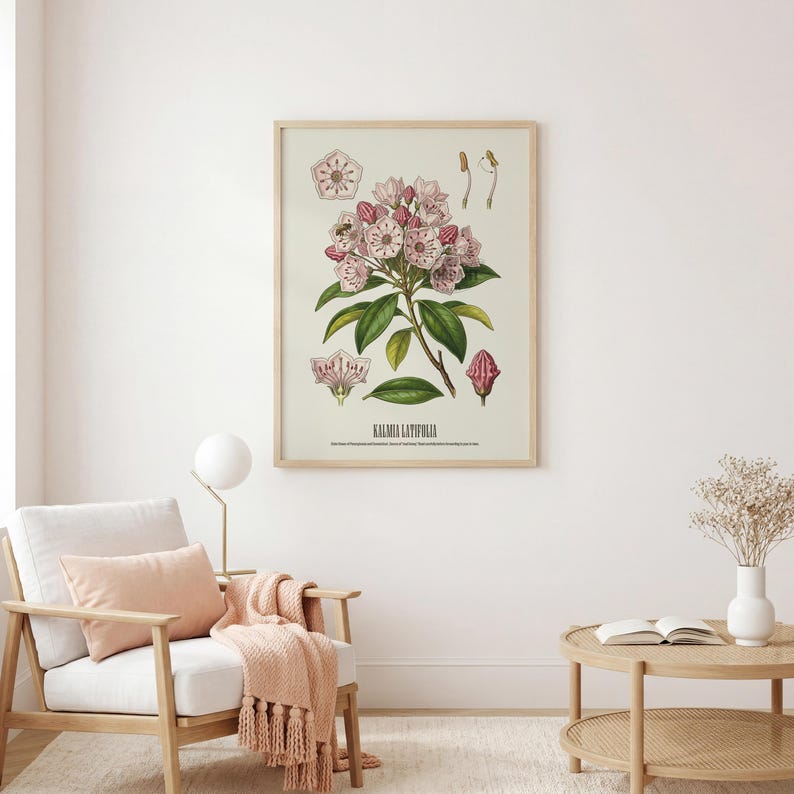 Pode incluir: Uma impress&atilde;o bot&acirc;nica emoldurada com uma ilustra&ccedil;&atilde;o detalhada de Kalmia Latifolia, ou loureiro da montanha, com flores rosa e brancas e folhas verdes. A impress&atilde;o est&aacute; em uma moldura de madeira clara, adequada para decora&ccedil;&atilde;o de casa.