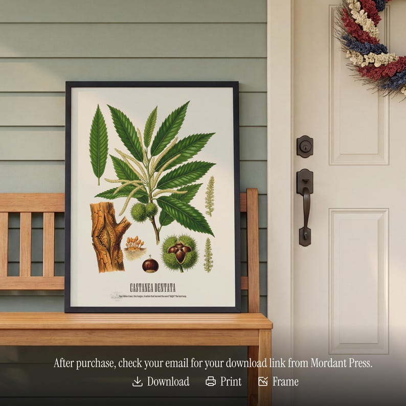 Pode incluir: Uma impress&atilde;o bot&acirc;nica emoldurada com ilustra&ccedil;&otilde;es detalhadas de um castanheiro, incluindo folhas, nozes e uma se&ccedil;&atilde;o do tronco. A impress&atilde;o est&aacute; em um fundo branco e &eacute; rotulada como "CASTANEA DENTATA". A impress&atilde;o &eacute; exibida em um banco de madeira.