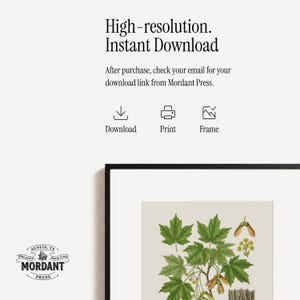 May include: A framed botanical print featuring a detailed illustration of maple leaves and seeds in shades of green and brown. The print is labeled "Mordant Press" and includes the text "High-resolution. Instant Download."