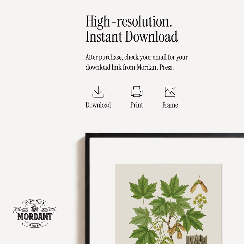 May include: A framed botanical print featuring a detailed illustration of maple leaves and seeds in shades of green and brown. The print is labeled "Mordant Press" and includes the text "High-resolution. Instant Download."