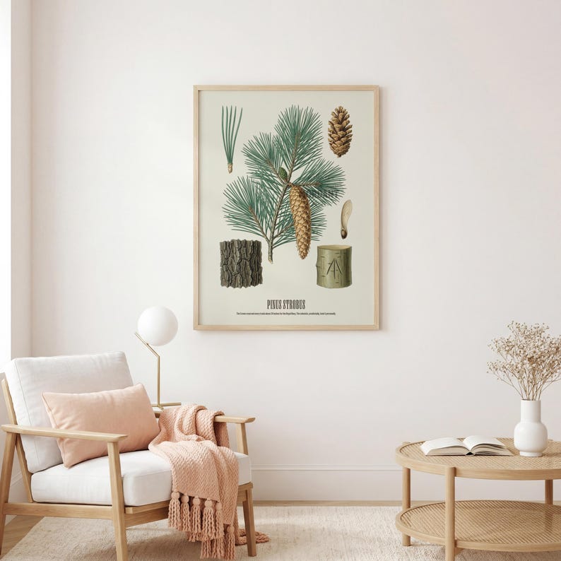 May include: Botanical print of a pine tree, featuring detailed illustrations of needles, a cone, bark, and a seed. The print is labeled "Pinus Strobus" in a vintage style, framed in a light wood.