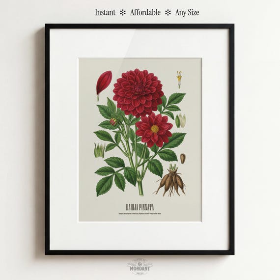 Dahlia