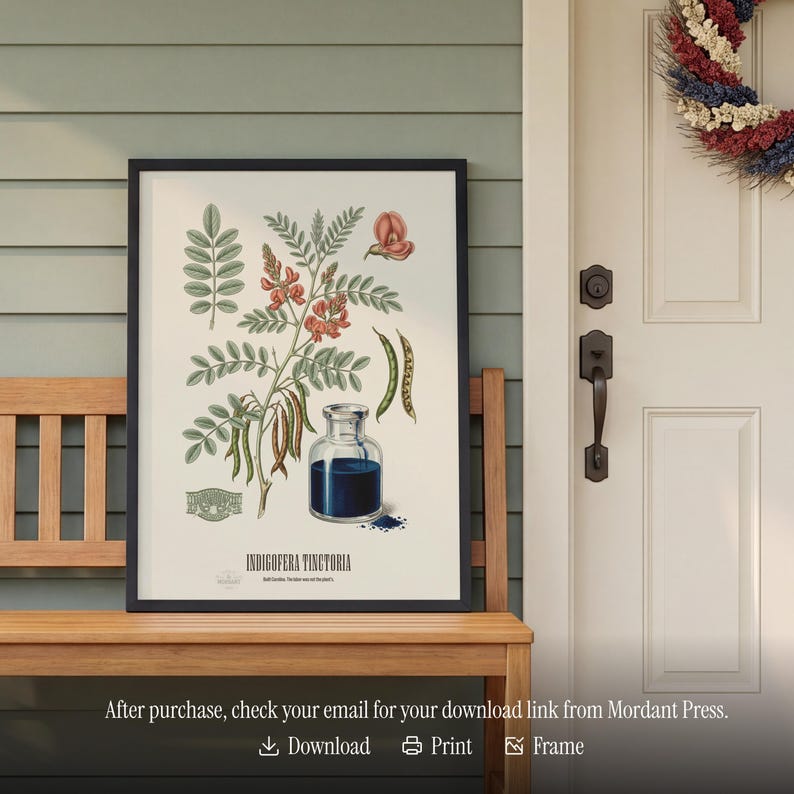 May include: A framed botanical print showing an illustration of Indigofera Tinctoria, with detailed drawings of leaves, flowers, and seed pods. A small glass bottle with blue liquid is also depicted. The print is displayed on a wooden bench.