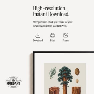 May include: A framed botanical print featuring illustrations of a tree, a pine cone, and other plant elements. The print has a neutral background and is labeled "High-resolution. Instant Download." The Mordant Press logo is in the lower left corner.
