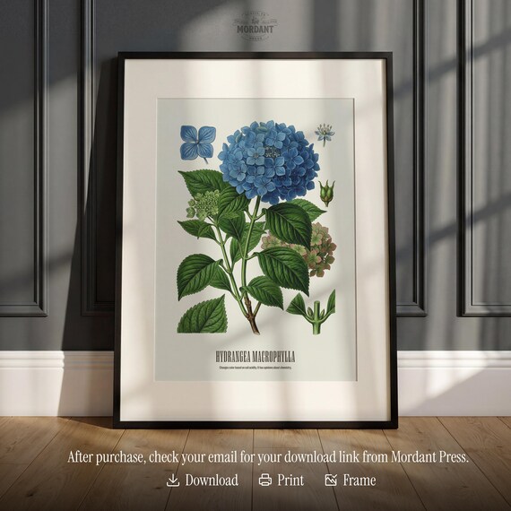 Hydrangea