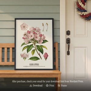 Pode incluir: Uma impress&atilde;o bot&acirc;nica emoldurada com uma ilustra&ccedil;&atilde;o detalhada de Kalmia Latifolia, ou loureiro da montanha, com flores rosa e brancas e folhas verdes. A impress&atilde;o &eacute; exibida em um banco de madeira. O texto diz: "Ap&oacute;s a compra, verifique seu e-mail."