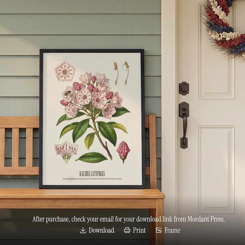 Pode incluir: Uma impress&atilde;o bot&acirc;nica emoldurada com uma ilustra&ccedil;&atilde;o detalhada de Kalmia Latifolia, ou loureiro da montanha, com flores rosa e brancas e folhas verdes. A impress&atilde;o &eacute; exibida em um banco de madeira. O texto diz: "Ap&oacute;s a compra, verifique seu e-mail."