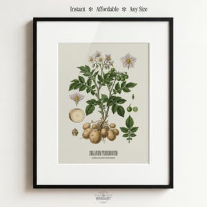Puede incluir: Una lámina botánica enmarcada de una planta de patata, con ilustraciones detalladas de sus flores, hojas y tubérculos. La lámina incluye el texto "SOLANUM TUBEROSUM" y está sobre un fondo neutro.