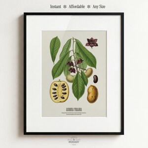 Pu&ograve; includere: Stampa botanica incorniciata di Asimina Triloba, con foglie verdi, fiori marroni e frutti. Il testo "Instant * Affordable * Any Size" &egrave; visibile in alto.