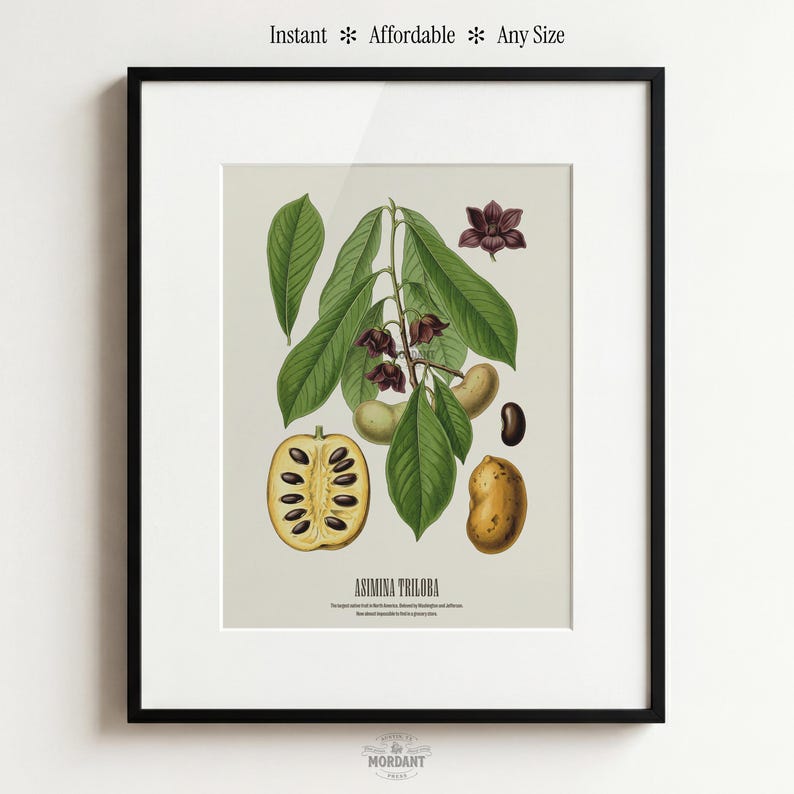 Pu&ograve; includere: Stampa botanica incorniciata di Asimina Triloba, con foglie verdi, fiori marroni e frutti. Il testo "Instant * Affordable * Any Size" &egrave; visibile in alto.