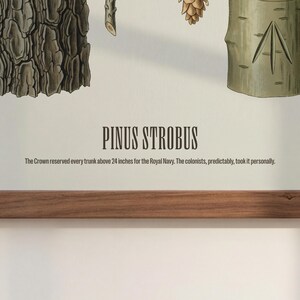 May include: Botanical print featuring sections of a tree, including bark, a pine cone, and a trunk with a carved design. The text "PINUS STROBUS" is displayed, along with a historical note about the Royal Navy and colonists.