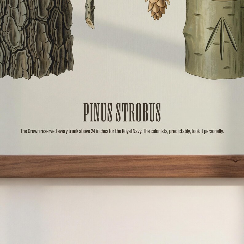 May include: Botanical print featuring sections of a tree, including bark, a pine cone, and a trunk with a carved design. The text "PINUS STROBUS" is displayed, along with a historical note about the Royal Navy and colonists.