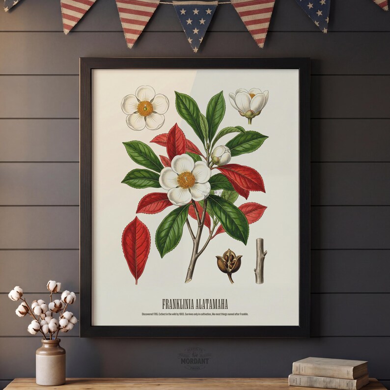 May include: A framed botanical print of Franklinia alatamaha, featuring white flowers with yellow centers, green leaves, and red leaves. The print includes the plant's name and a description. The frame is black, and the background is a dark gray wall.