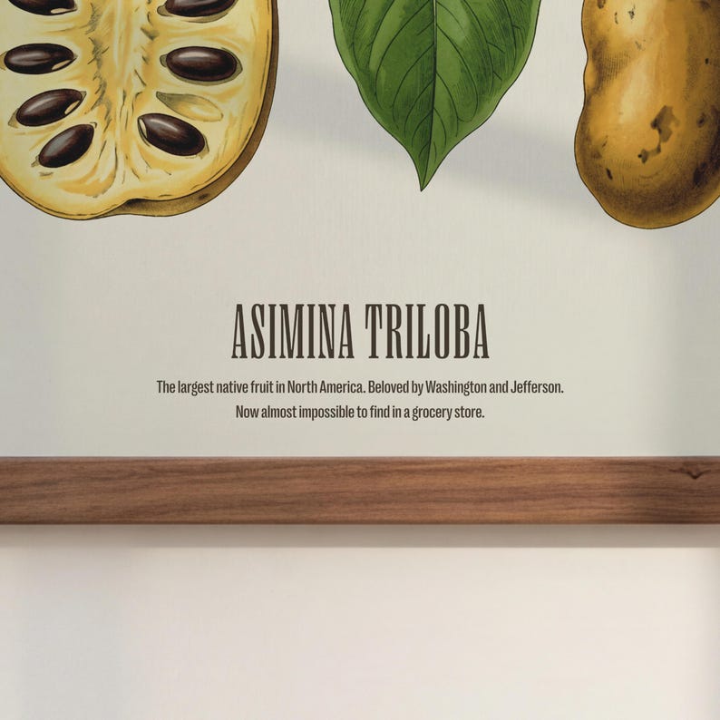 Pu&ograve; includere: Una stampa botanica con una sezione di frutto di pawpaw, una foglia verde e un intero frutto di pawpaw. Il testo recita "ASIMINA TRILOBA" e descrive la storia e la scarsit&agrave; del frutto. La stampa &egrave; montata su una cornice di legno.