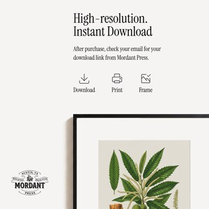 Pode incluir: Uma impress&atilde;o bot&acirc;nica emoldurada com uma ilustra&ccedil;&atilde;o detalhada de folhas verdes e partes de plantas. A impress&atilde;o &eacute; rotulada como "High-resolution. Instant Download" e inclui o logotipo da Mordant Press.