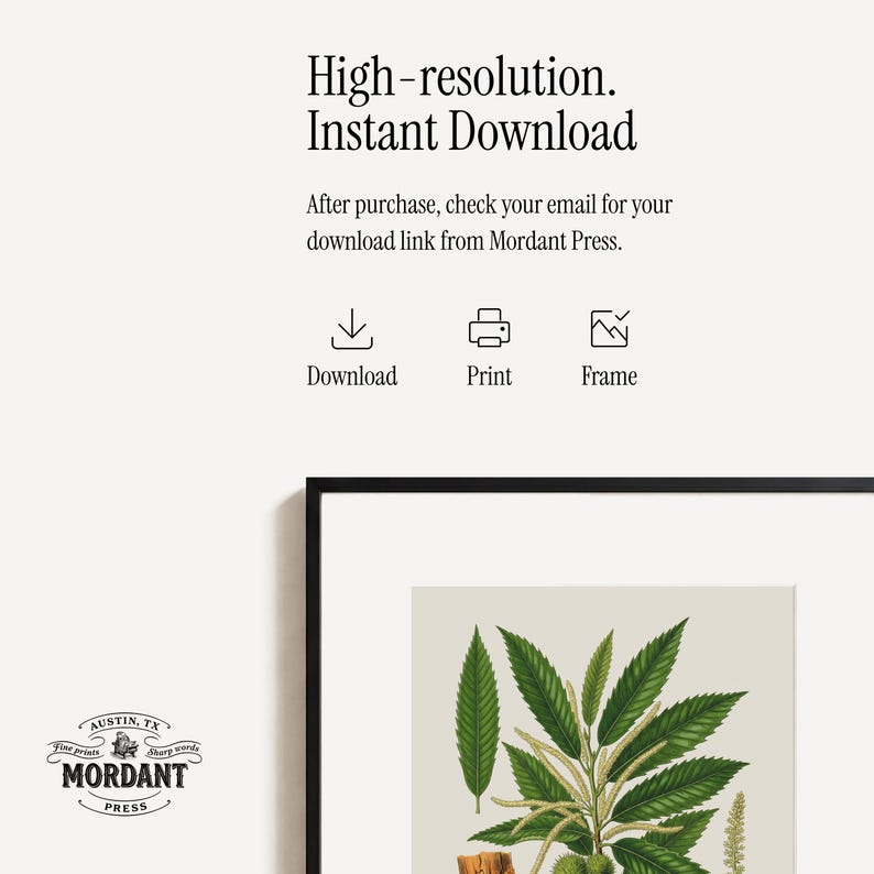 Pode incluir: Uma impress&atilde;o bot&acirc;nica emoldurada com uma ilustra&ccedil;&atilde;o detalhada de folhas verdes e partes de plantas. A impress&atilde;o &eacute; rotulada como "High-resolution. Instant Download" e inclui o logotipo da Mordant Press.