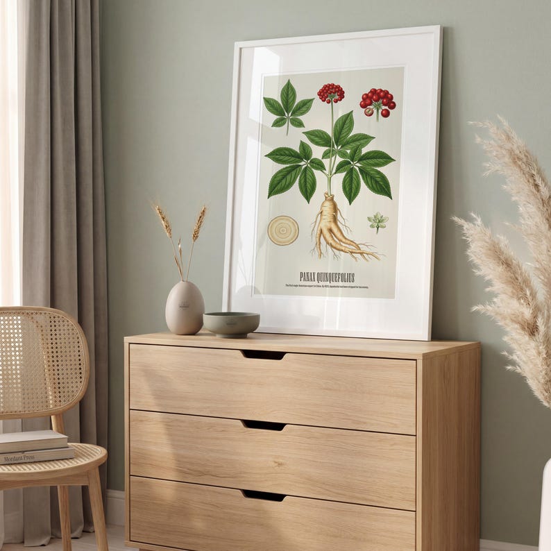 May include: A framed botanical print of Panax Quinquefolius, featuring detailed illustrations of the plant's leaves, berries, and root. The print is in a white frame and rests on a light wood dresser. The print includes the text "Panax Quinquefolius".
