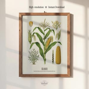 May include: A framed botanical print of Zea Mays, featuring detailed illustrations of corn plants and various stages of growth. The artwork includes a mature ear of corn, stalks, and seeds, with the text "High-resolution * Instant Download" at the top.