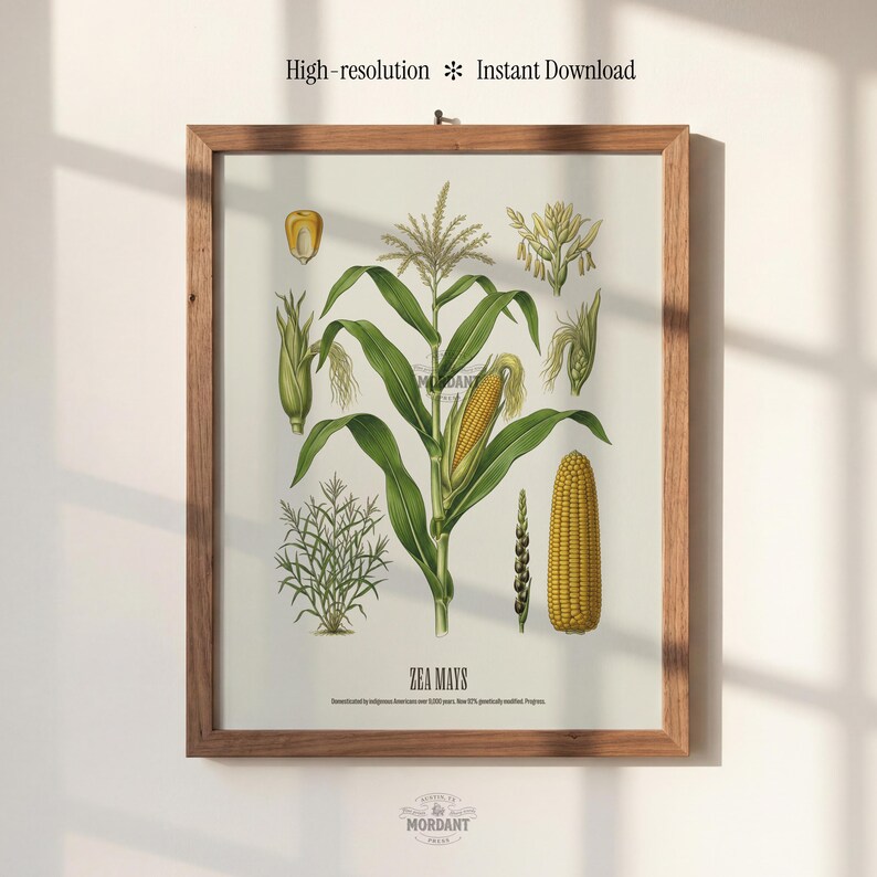 May include: A framed botanical print of Zea Mays, featuring detailed illustrations of corn plants and various stages of growth. The artwork includes a mature ear of corn, stalks, and seeds, with the text "High-resolution * Instant Download" at the top.