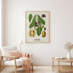 Pu&ograve; includere: Una stampa botanica incorniciata con un'illustrazione dettagliata della pianta Asimina Triloba. L'opera d'arte mostra foglie verdi, fiori viola e varie fasi del frutto, inclusa una sezione trasversale. La stampa &egrave; in una cornice di legno chiaro.